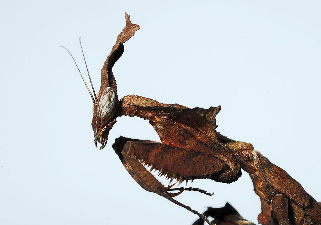 Phyllocrania paradoxa (Geistermantis)