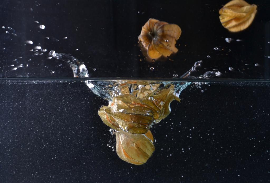 Physalis 1