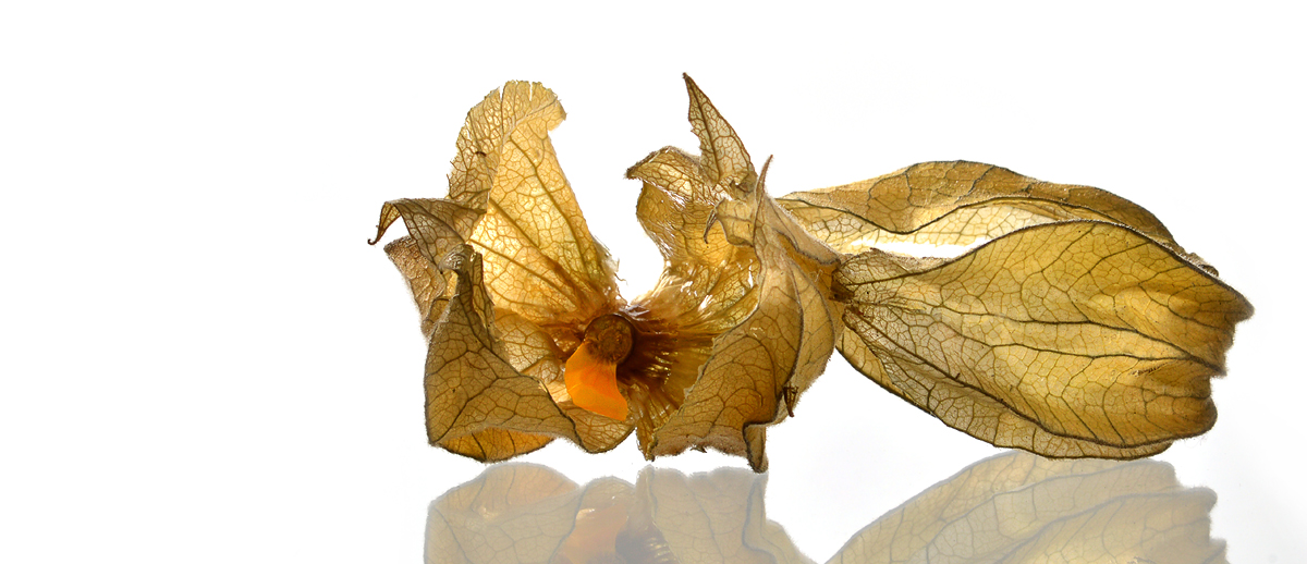 Physalis II