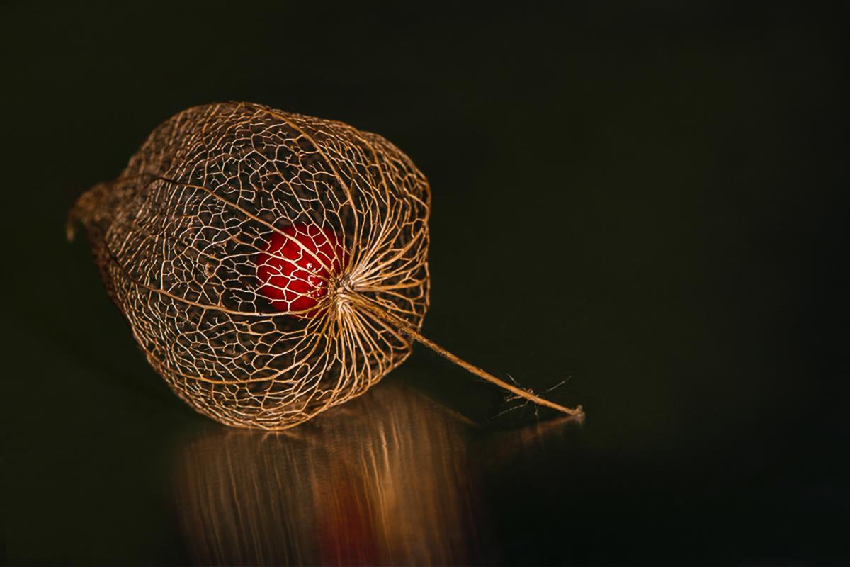 Physalis im Netzkleid