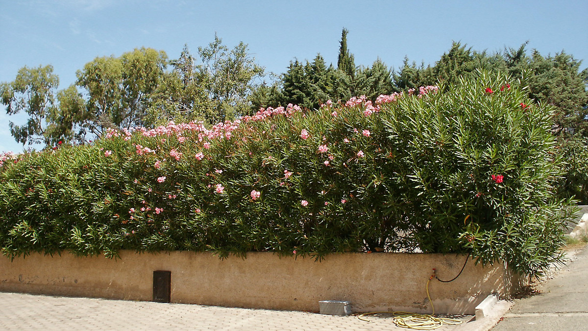 PICT1845_DxOPxl.jpg