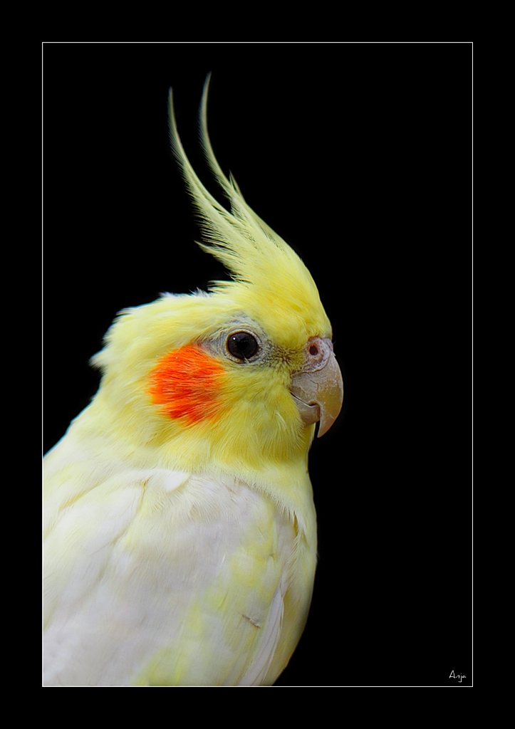 piepmatz 2