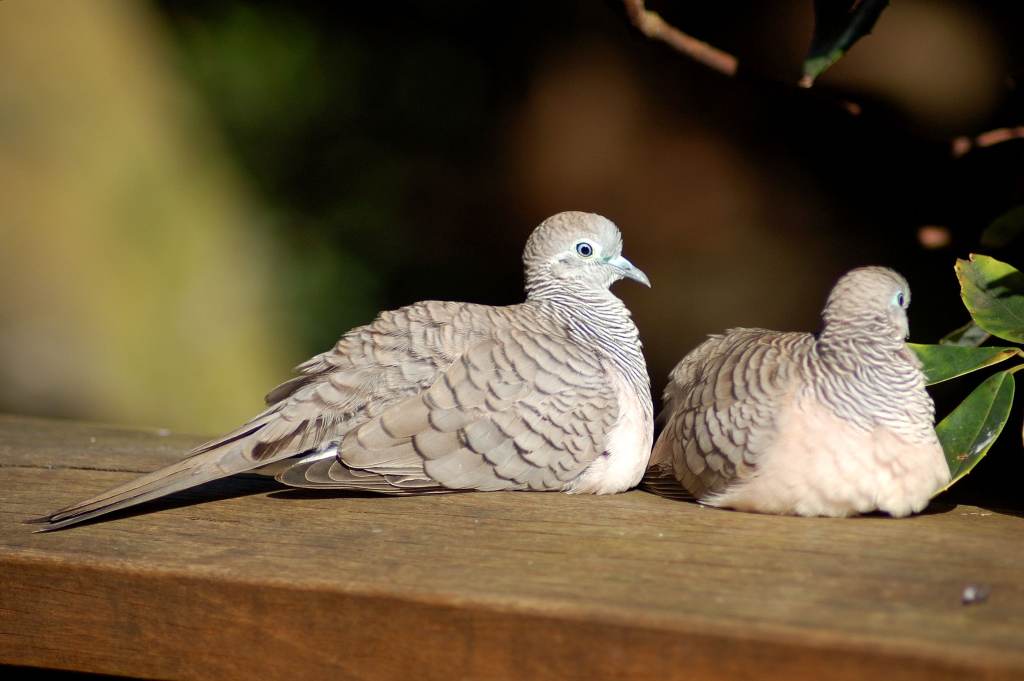 Pigeon of Taronga Zoo, Sydney