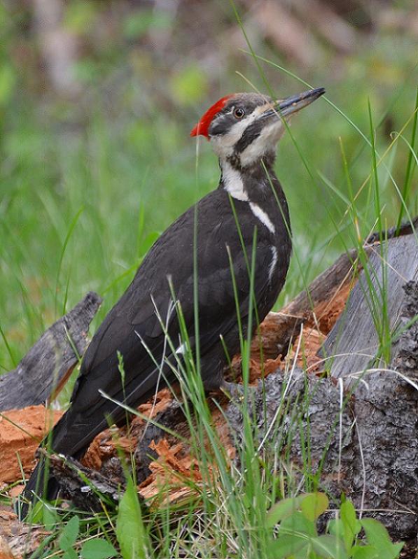 Pileated Specht