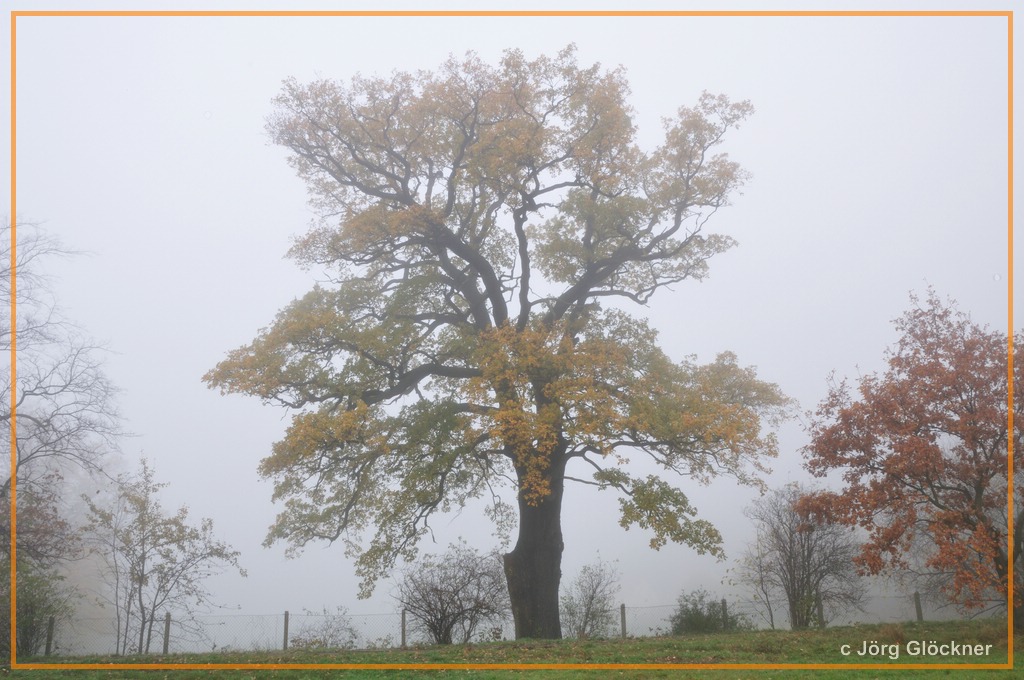 Pillnitz