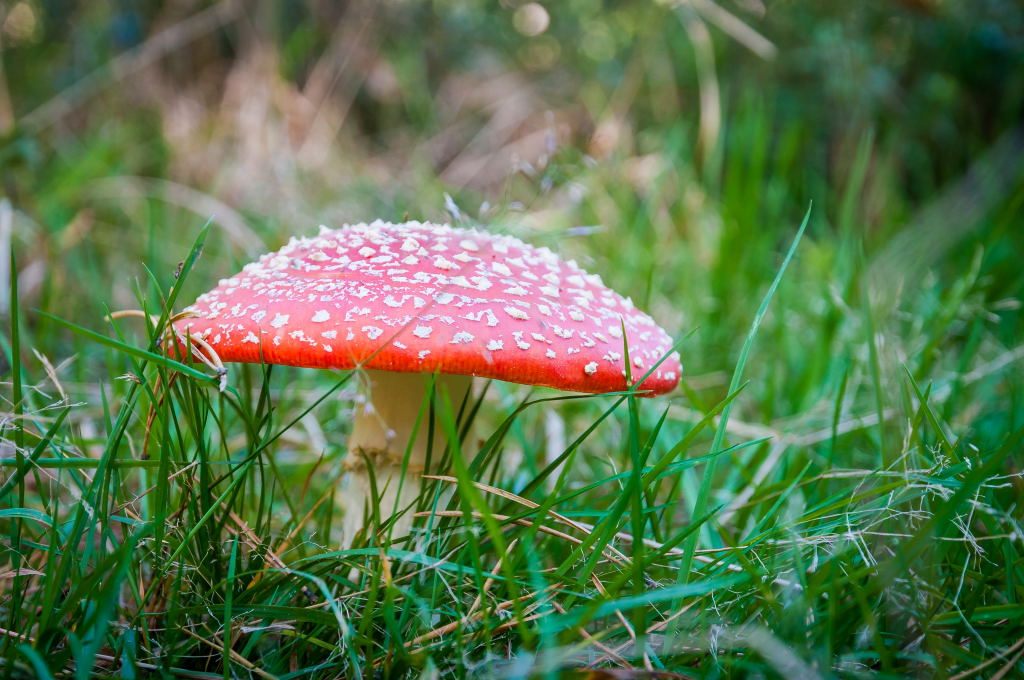 pilz 01
