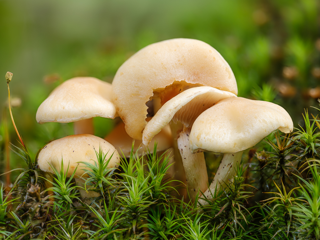 Pilz (1 von 1)