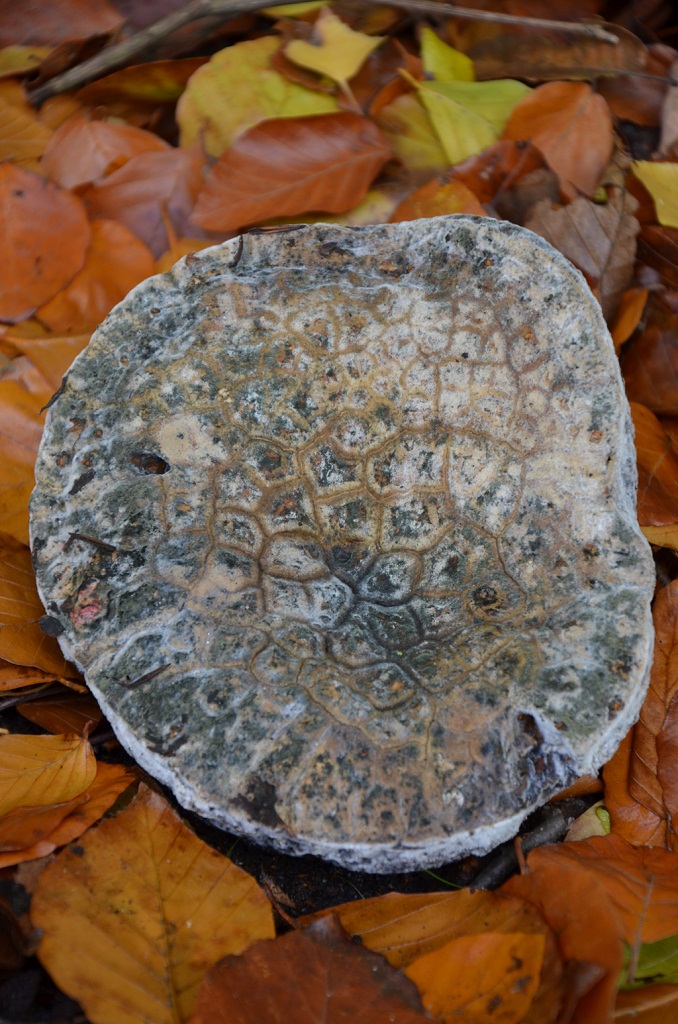 Pilz 1