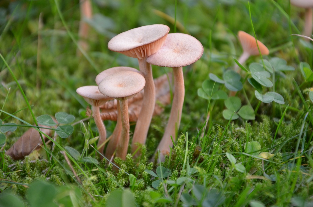 Pilz 1