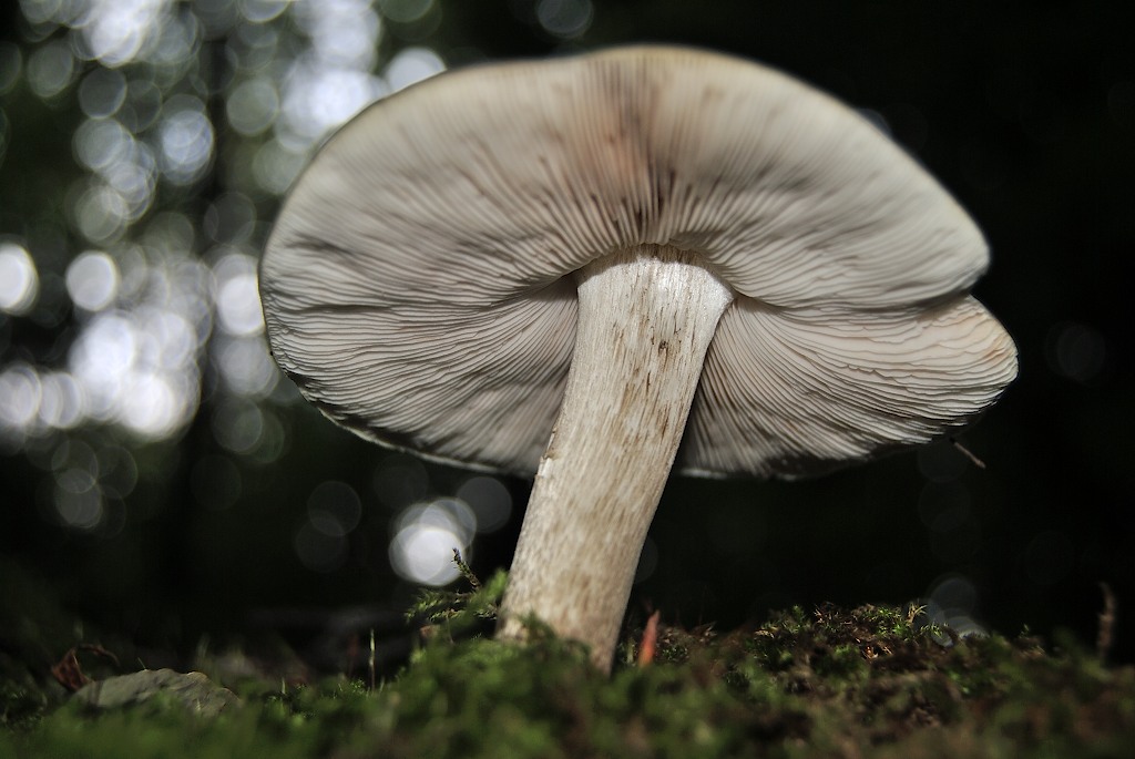 Pilz #12