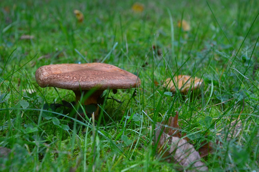 Pilz 2