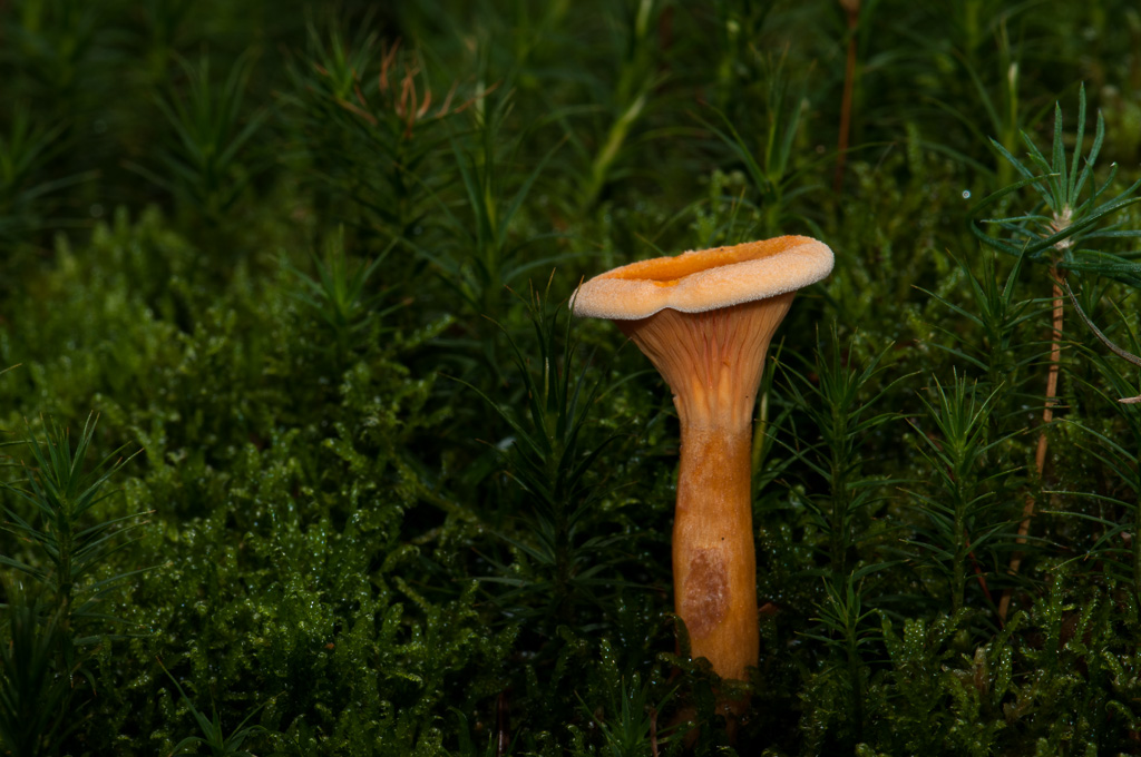 Pilz 2