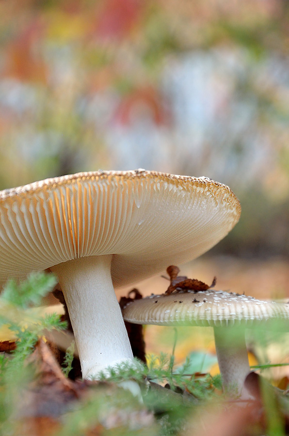 Pilz 2