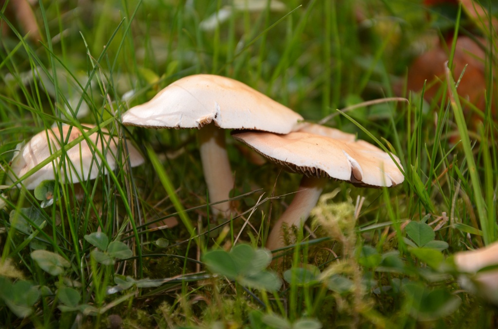 Pilz 2