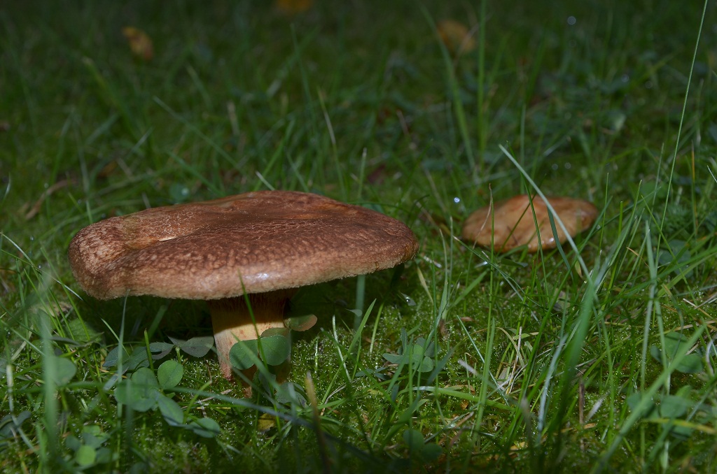 Pilz 3