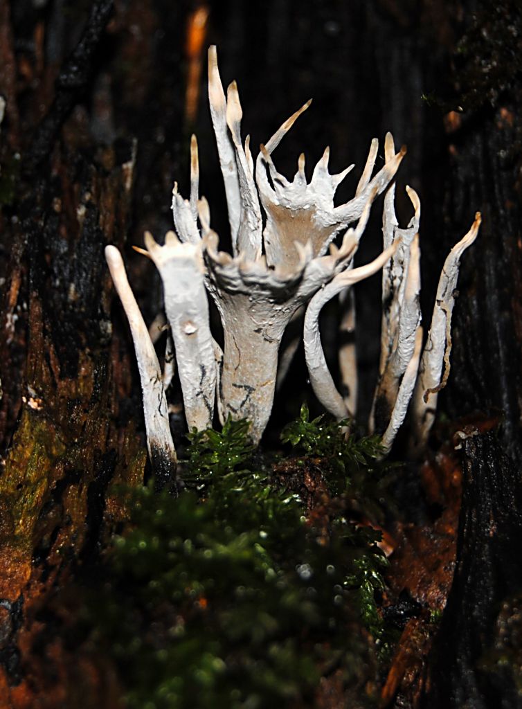 Pilz 3