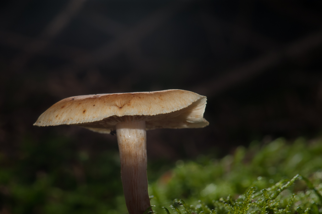 Pilz 4a