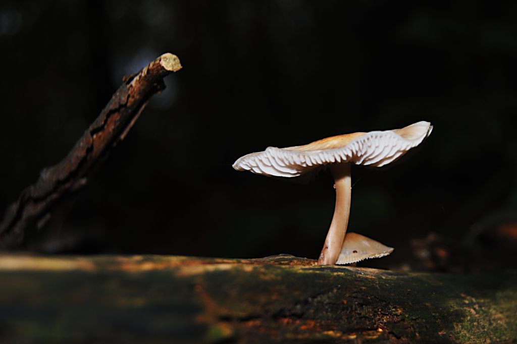 Pilz 5