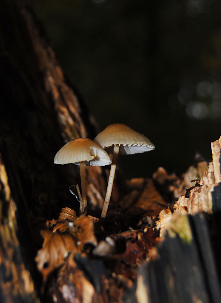 Pilz 6