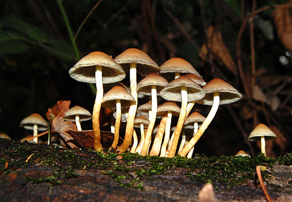 Pilz 8