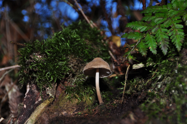 Pilz im Baum