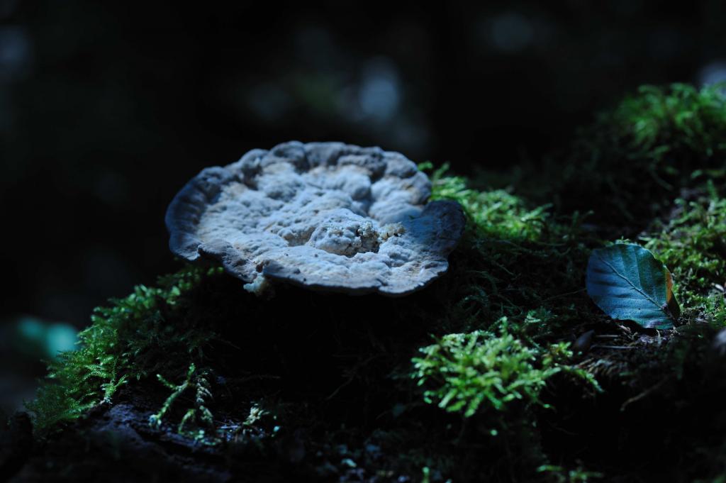 Pilz im Morgenlicht