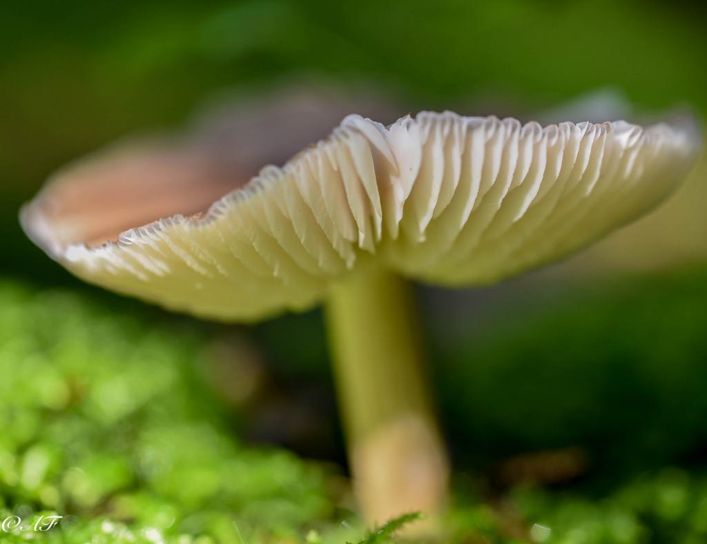 Pilz im Schatten; 30.08.15  (1 von 1)