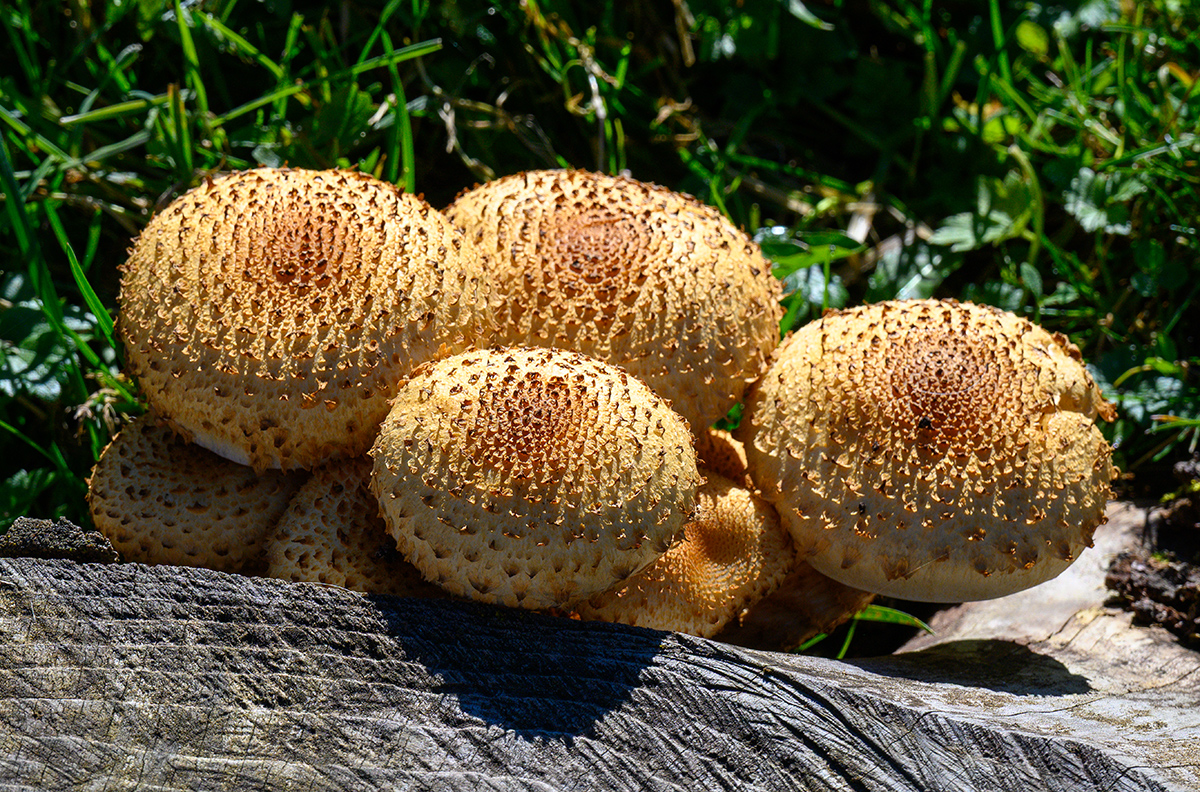 Pilz.jpg