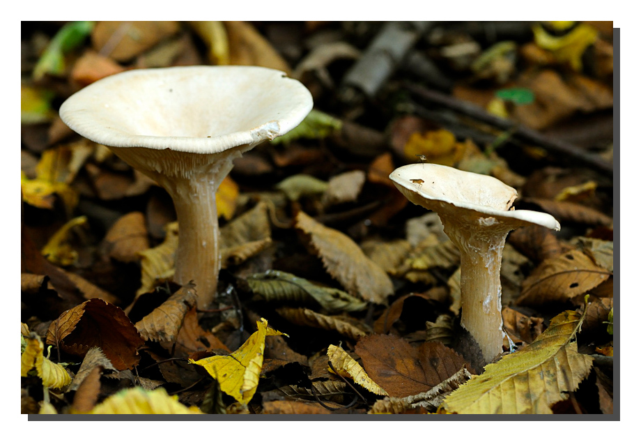 Pilz mit Fliege FF