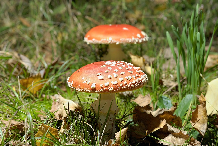 Pilz  STB1258