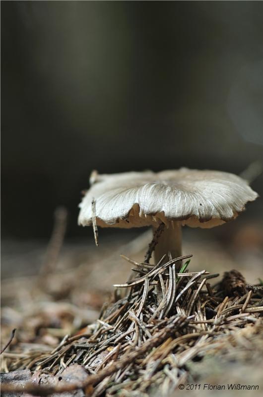 Pilz zwei