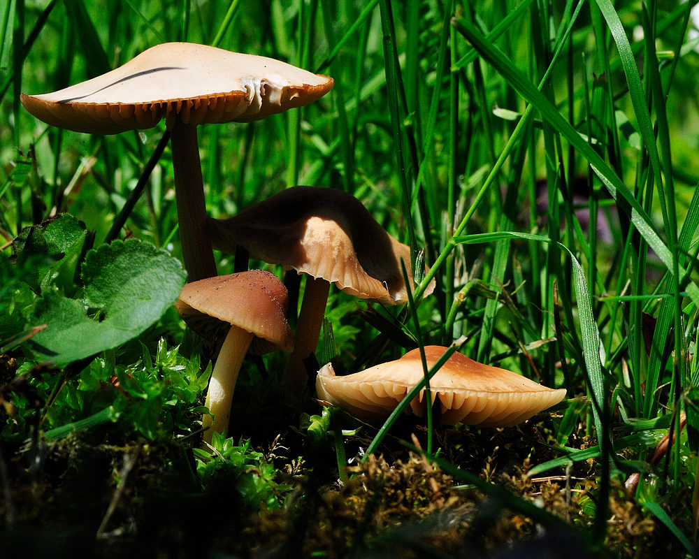 PILZ