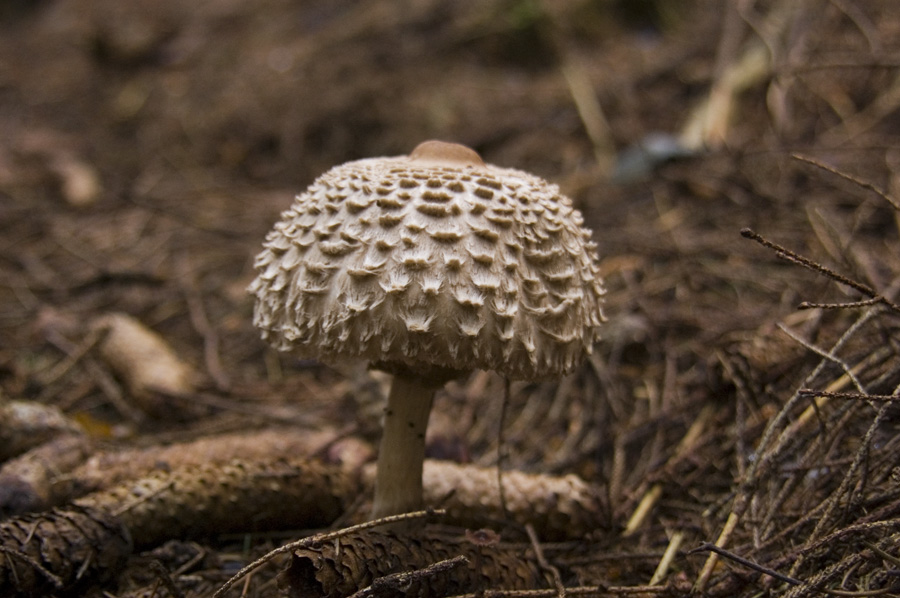 Pilz