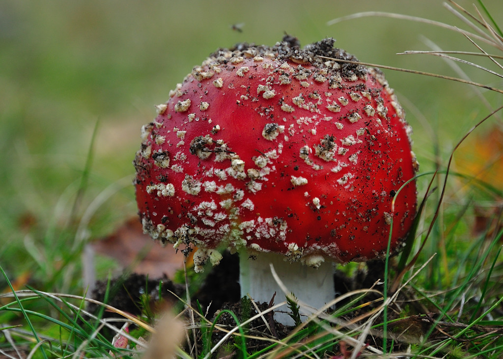 Pilz