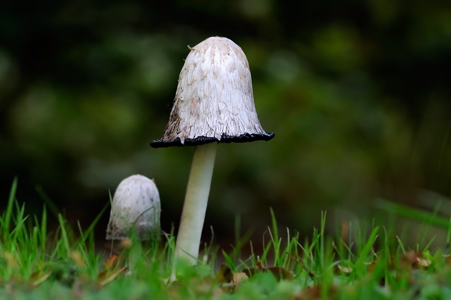Pilz