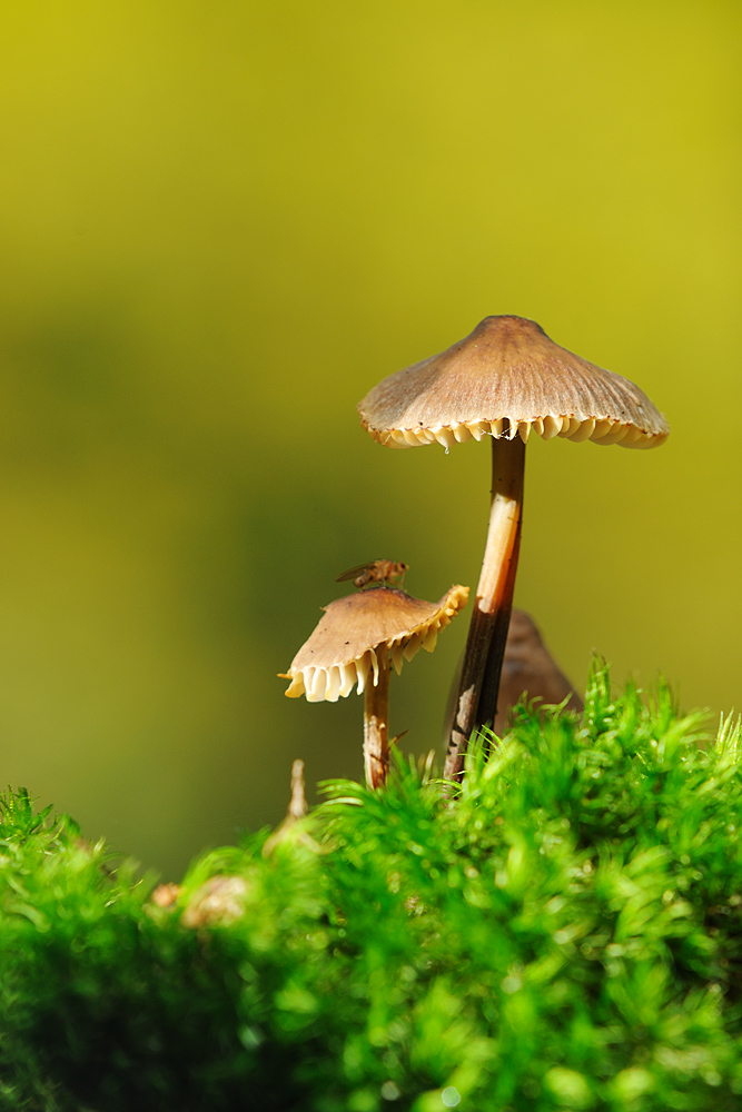 Pilz