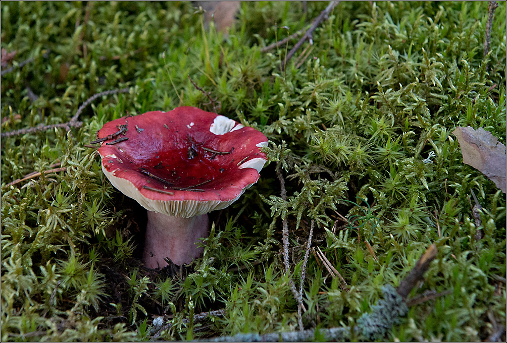 pilz