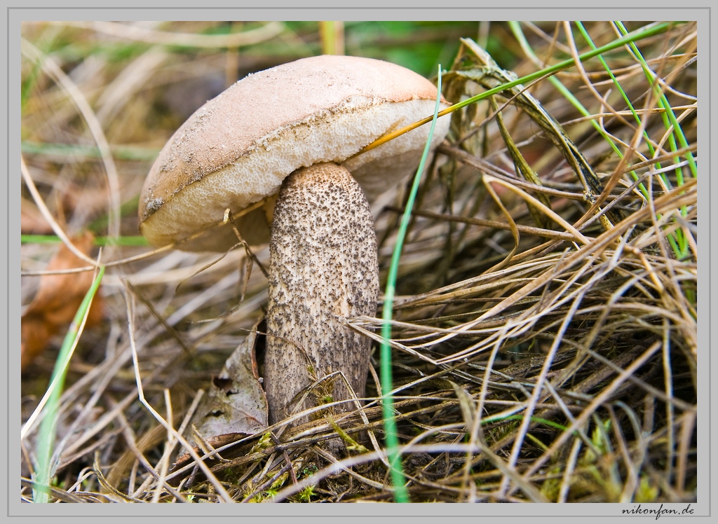 Pilz