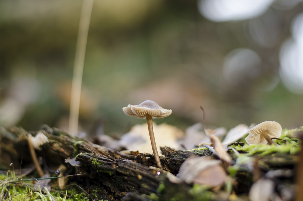 Pilz