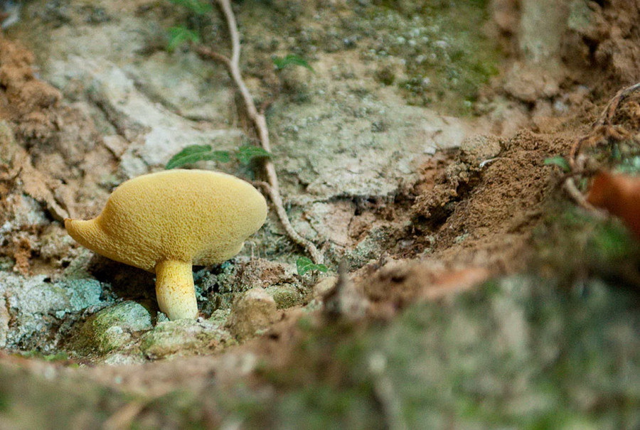 Pilz