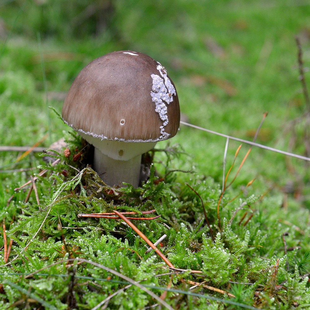 Pilz