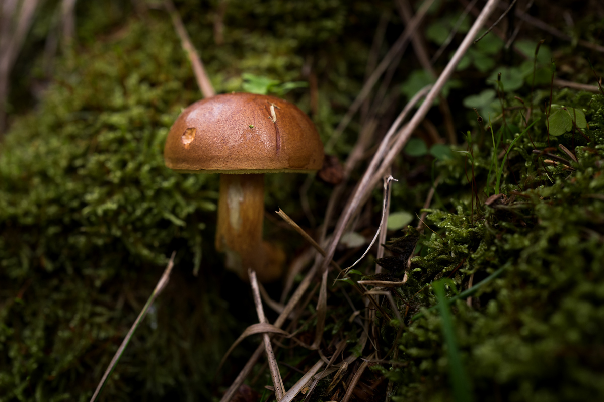 Pilz