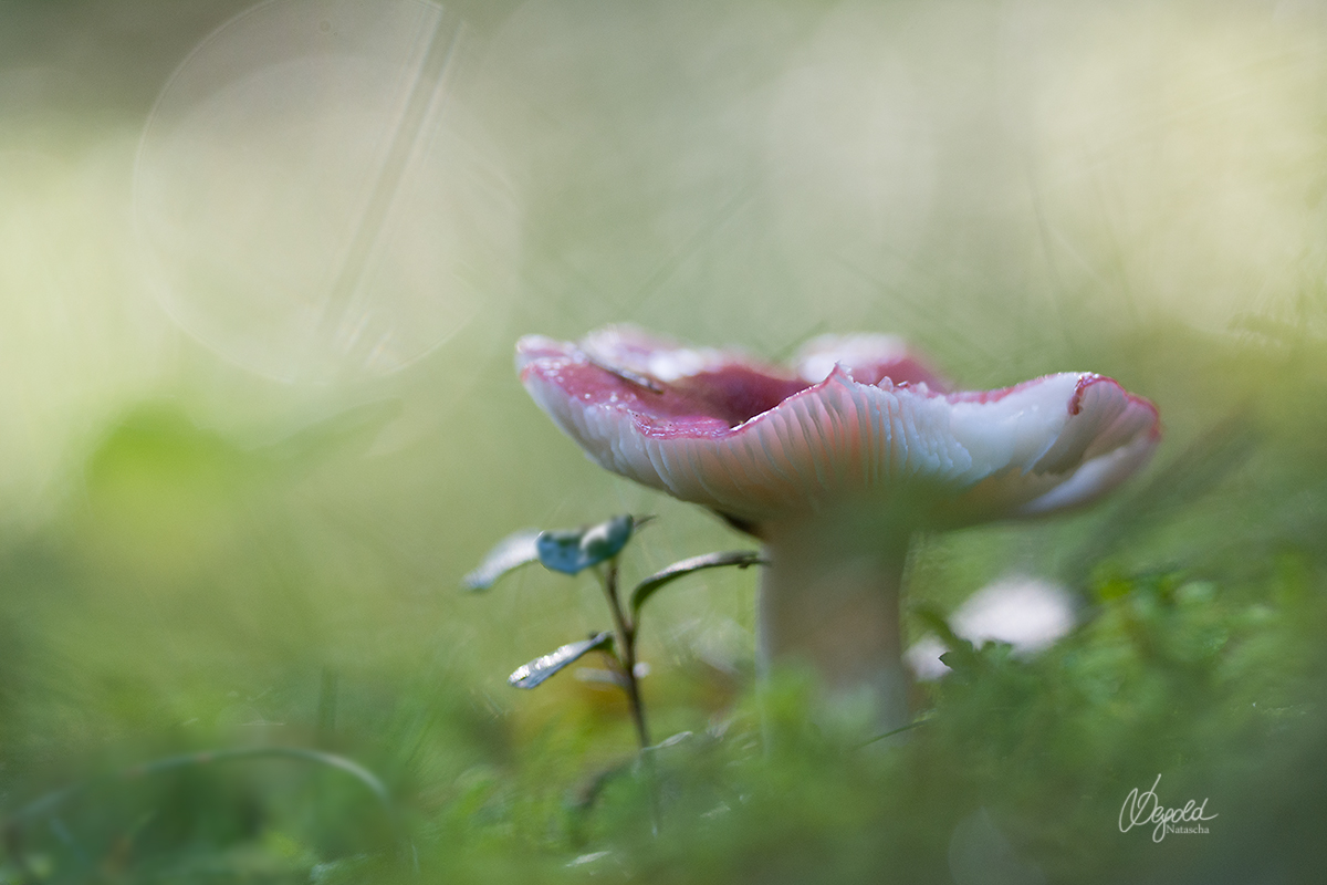 Pilz