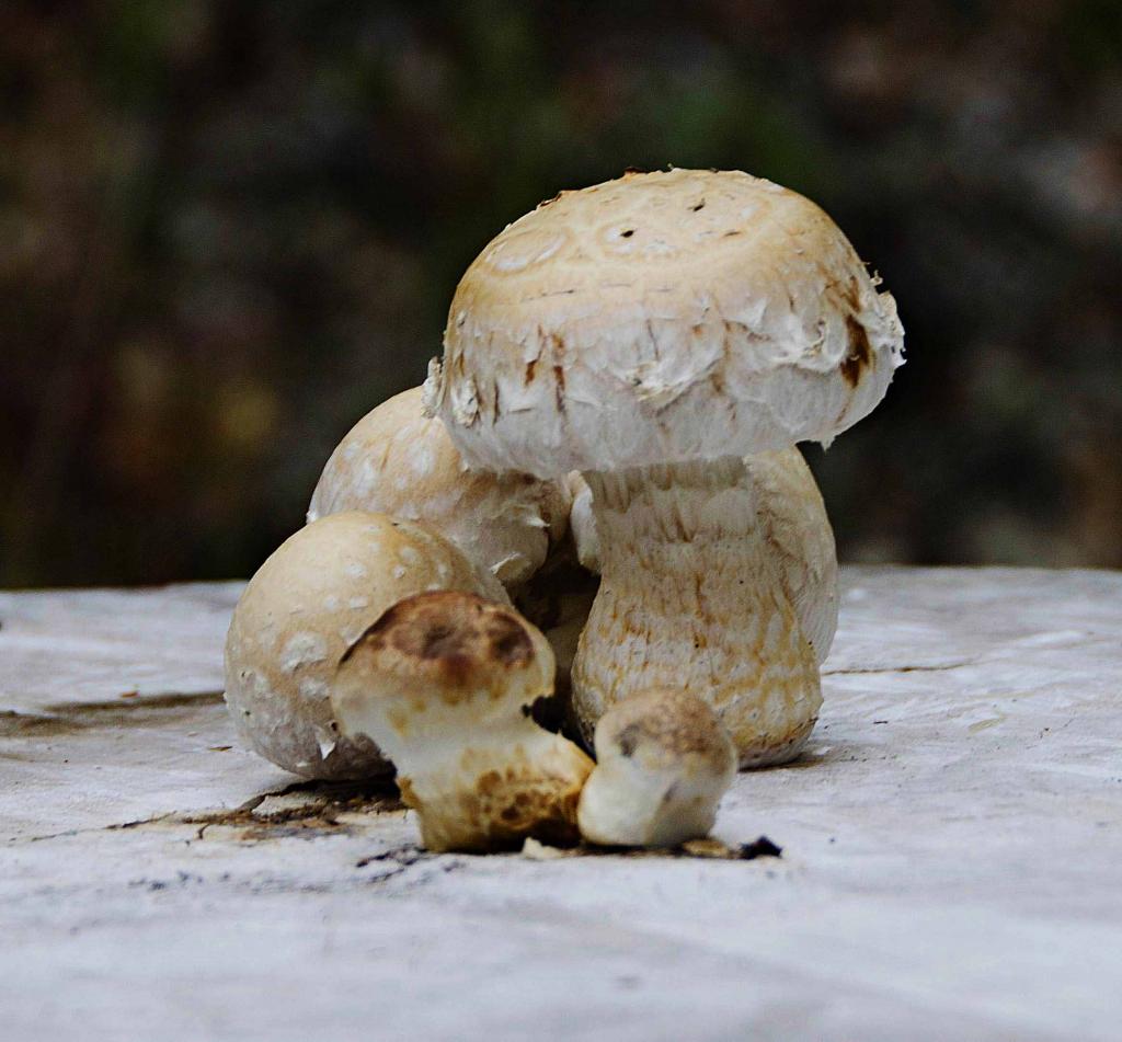 Pilz1