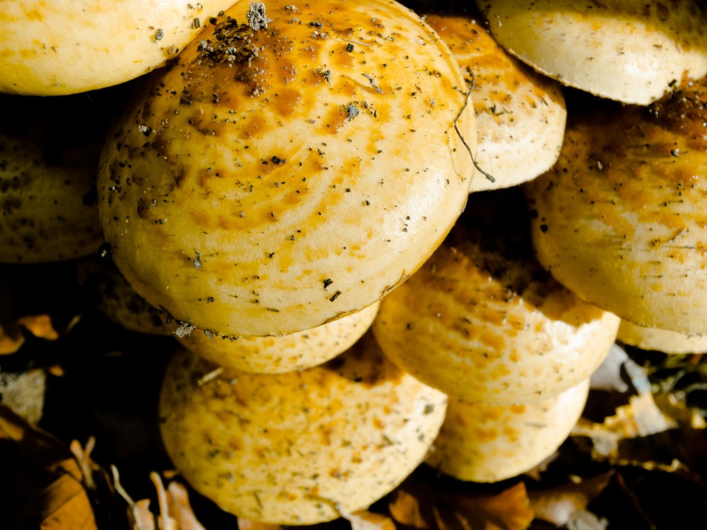 Pilz2