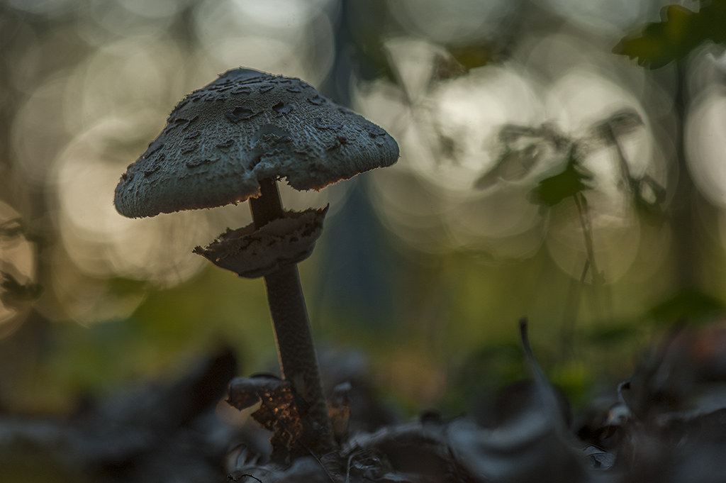 pilz2