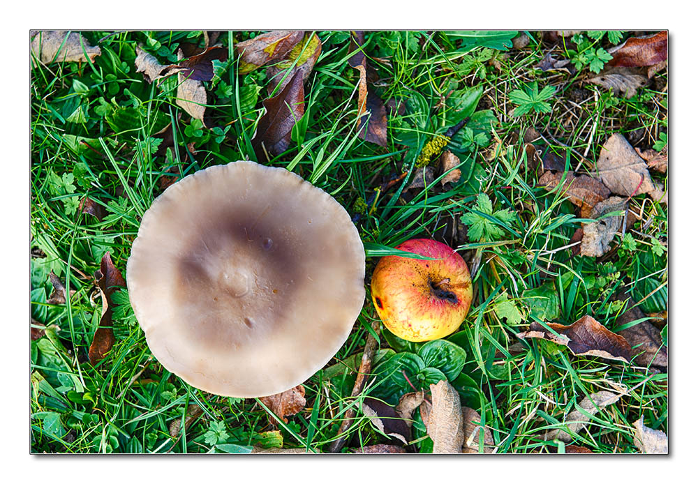 Pilz3