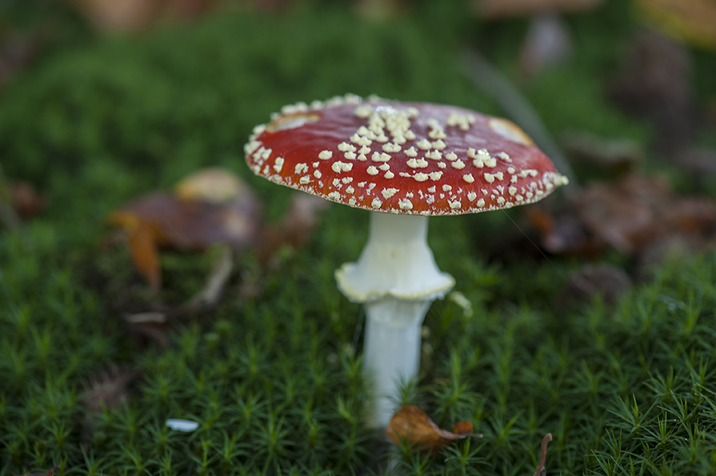 pilz3