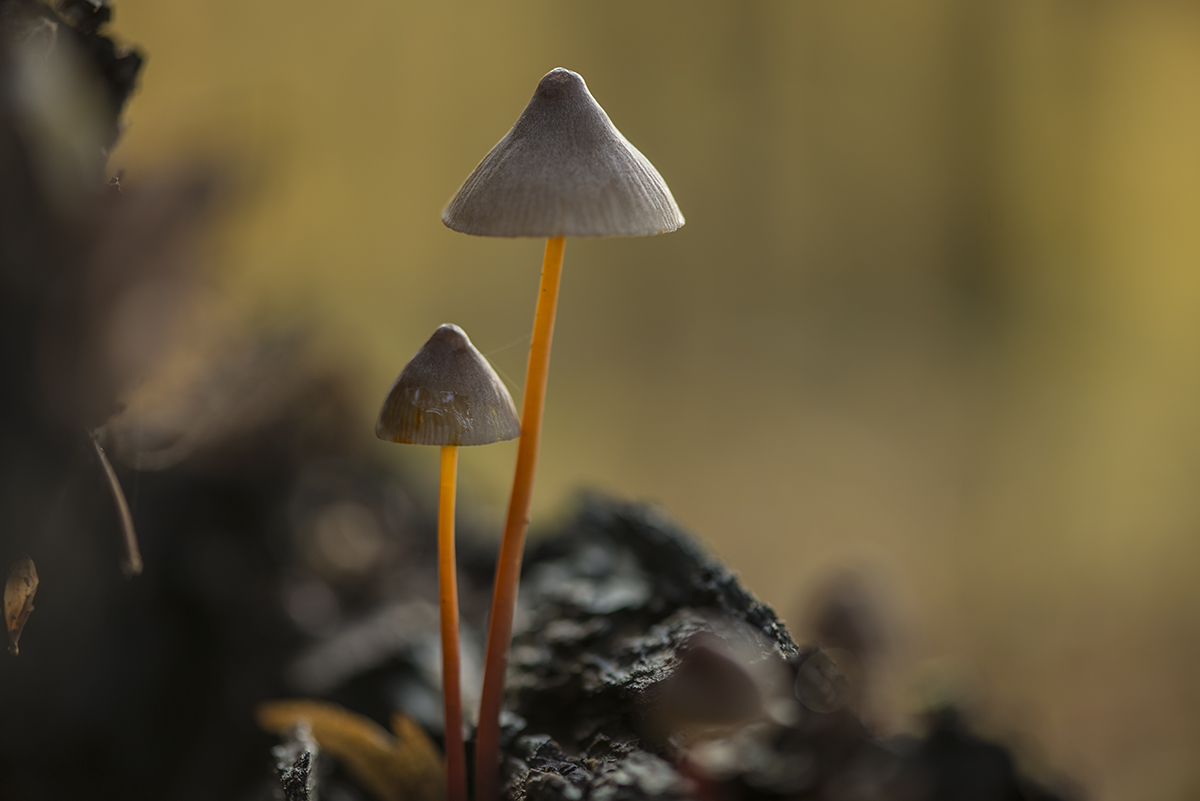 pilz67jpg