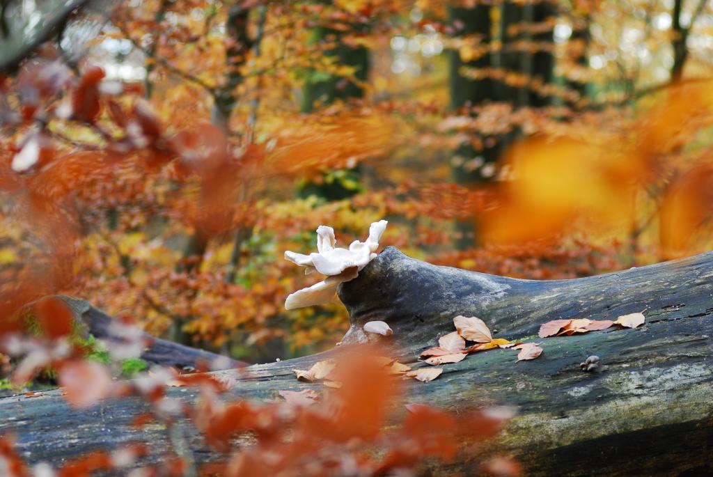 Pilzbefall